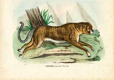 Cheetah by Raimundo Petraroja